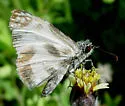 Turk's-Cap White-Skipper - Hodges#3973 - photo 2