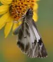 Turk's-Cap White-Skipper - Hodges#3973 - photo 4