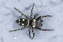 Heliophanus apiatus - photo 2