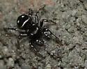 Heliophanus apiatus - photo 3
