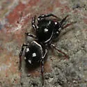 Heliophanus apiatus - photo 4