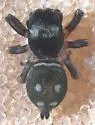 Heliophanus apiatus - photo 5