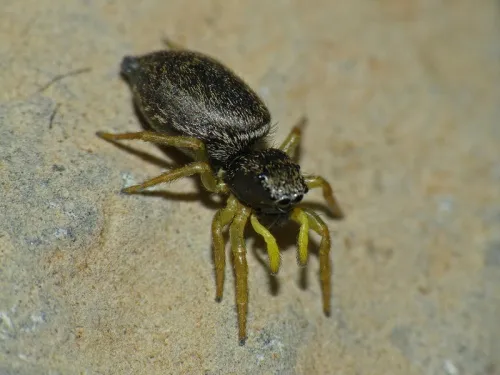 Heliophanus flavipes