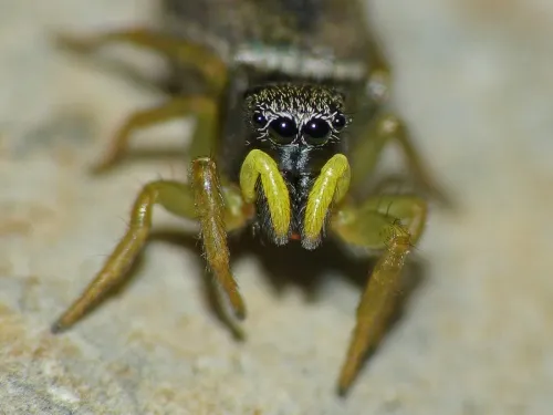 Heliophanus flavipes - photo 2