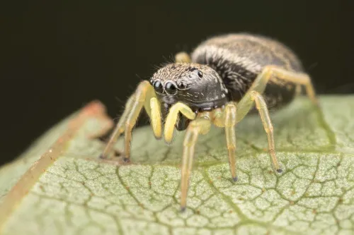 Heliophanus flavipes - photo 3