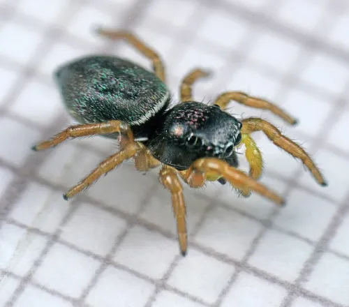 Heliophanus flavipes - photo 4