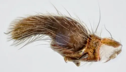 Heliophanus flavipes - photo 6