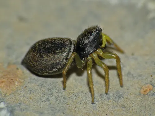 Heliophanus flavipes - photo 7