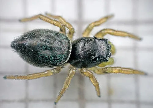 Heliophanus flavipes - photo 8