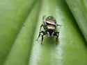 Heliophanus kochii - photo 2