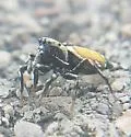 Heliophanus kochii - photo 3