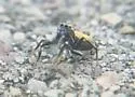 Heliophanus kochii - photo 5