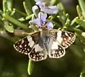 Erichson's White-skipper - Hodges#3970 - photo 2