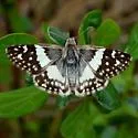 Erichson's White-skipper - Hodges#3970 - photo 3