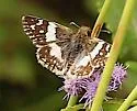 Erichson's White-skipper - Hodges#3970 - photo 4