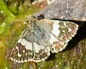Erichson's White-skipper - Hodges#3970 - photo 5