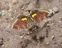 Heliothelopsis arbutalis - Hodges#4841