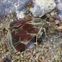 Heliothelopsis arbutalis - Hodges#4841 - photo 2