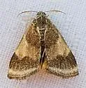 Heliothelopsis arbutalis - Hodges#4841 - photo 4