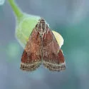 Heliothelopsis arbutalis - Hodges#4841 - photo 5