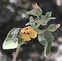 Heliothelopsis costipunctalis - Hodges#4842 - photo 4