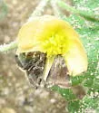 Heliothelopsis unicoloralis - Hodges#4843