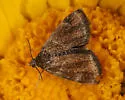 Heliothelopsis unicoloralis - Hodges#4843 - photo 4