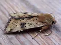 Heliothis acesias - Hodges#11072.1