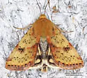 Heliothis acesias - Hodges#11072.1 - photo 2
