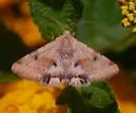 Heliothis acesias - Hodges#11072.1 - photo 3