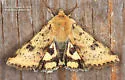 Heliothis acesias - Hodges#11072.1 - photo 4