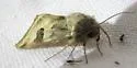 Heliothis australis - Hodges#11072.2
