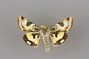 Heliothis australis - Hodges#11072.2 - photo 2