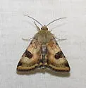 Heliothis australis - Hodges#11072.2 - photo 3