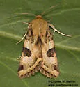 Heliothis australis - Hodges#11072.2 - photo 4