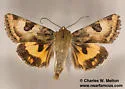 Heliothis australis - Hodges#11072.2 - photo 5