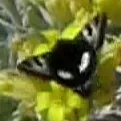 Heliothis belladonna - Hodges#11080