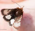 Heliothis borealis - Hodges#11081