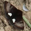 Heliothis borealis - Hodges#11081 - photo 4