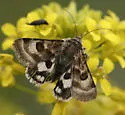 Flax Bollworm Moth - Hodges#11077