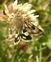 Flax Bollworm Moth - Hodges#11077 - photo 2