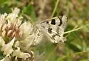 Flax Bollworm Moth - Hodges#11077 - photo 3