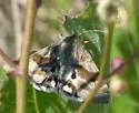Flax Bollworm Moth - Hodges#11077 - photo 4