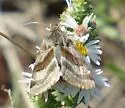 Flax Bollworm Moth - Hodges#11077 - photo 5
