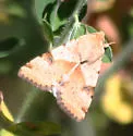 Darker-spotted Straw Moth - Hodges#11072