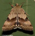 Darker-spotted Straw Moth - Hodges#11072 - photo 2