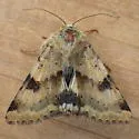 Darker-spotted Straw Moth - Hodges#11072 - photo 3