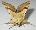 Darker-spotted Straw Moth - Hodges#11072 - photo 4