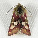 Heliothodes diminutiva - Hodges#11058 - Heliothodes diminutiva