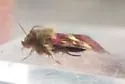 Heliothodes diminutiva - Hodges#11058 - photo 2